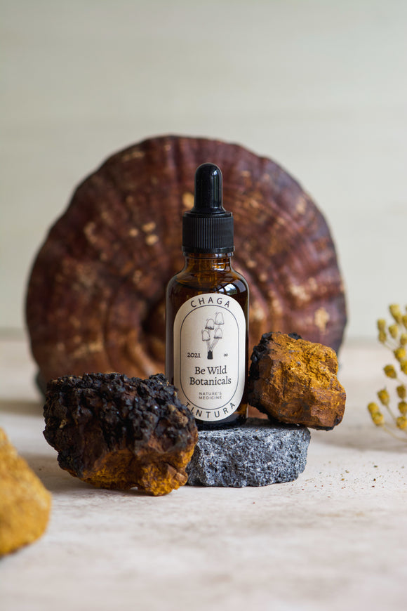 Chaga - Antioxidante